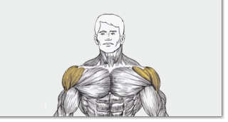 Тренировка дельтовидных мышц (плеч)