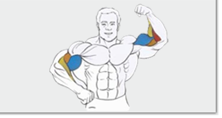 Тренировка мышц бицепса