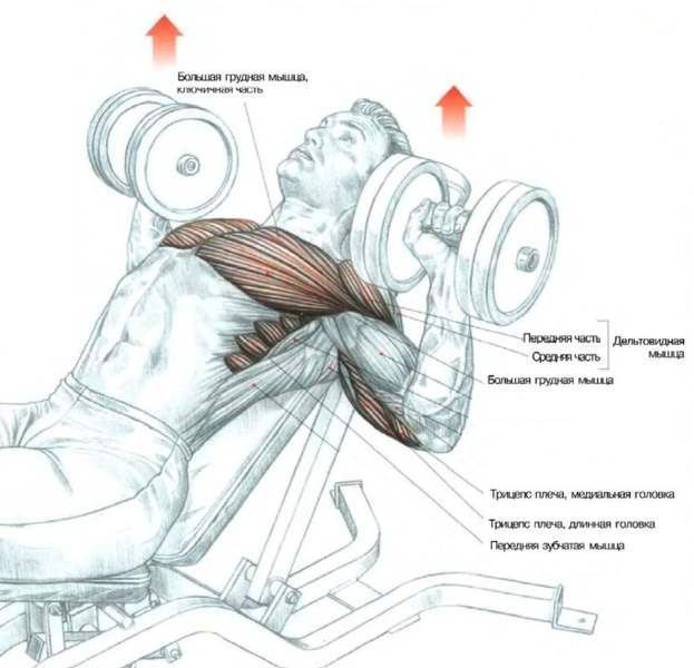 Incline Dumbbell Bench Press