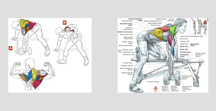 Тяга гантели в наклоне – подробное руководство: основные упражнения и техника выполнения