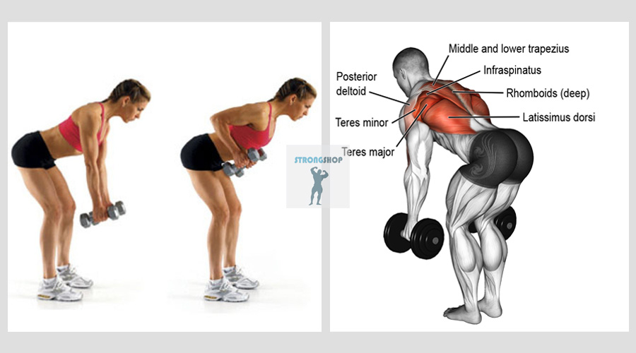 Bent Over Row Dumbbell Muscles Worked Bent Over Barbell Row