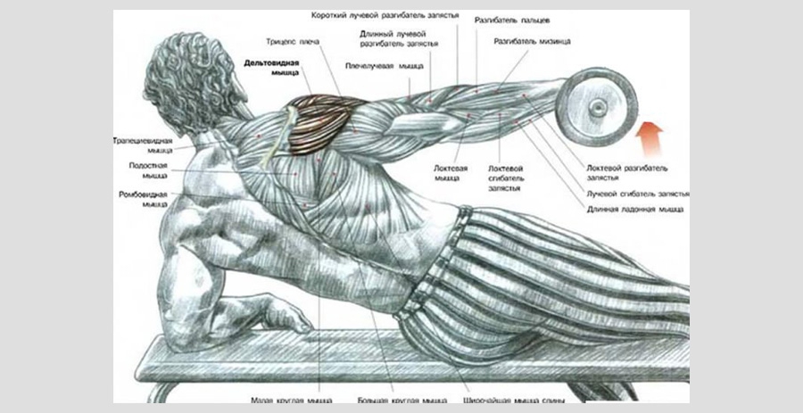 Dumbbell side Lateral Raise lying down