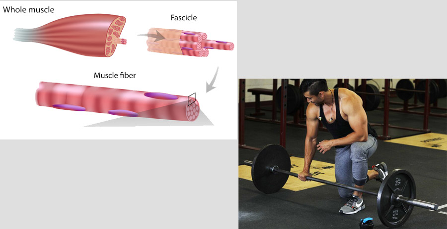 How Long Does It Take For Muscles To Recover After Strength Training 