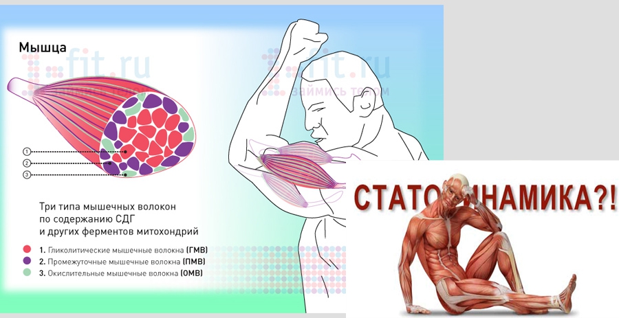 OMV method of statodynamics