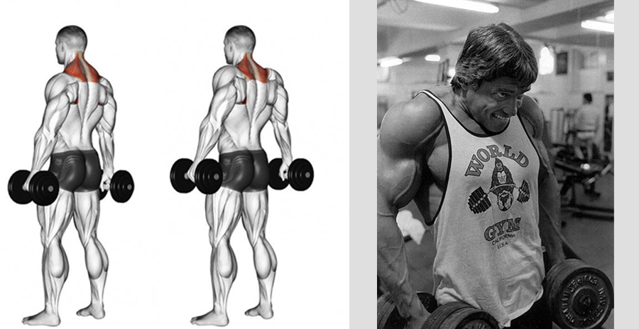 Shrugs with dumbbells standing and sitting