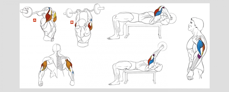 Superset system in bodybuilding