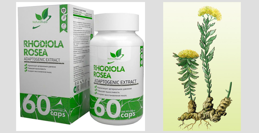 Rhodiola rosea in strength sports